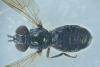 Heringia heringi